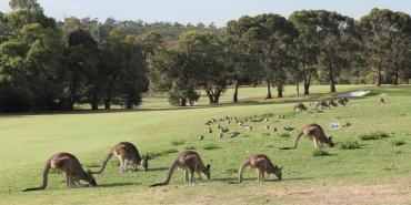 Anglesea Golf Club Anglesea Golf Club